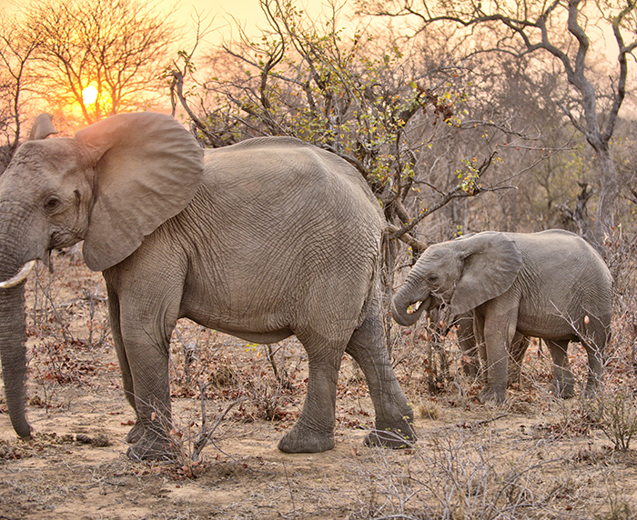 Baby elephant following father